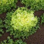 Potagères - Chicorée Frisée de Ruffec - face recto